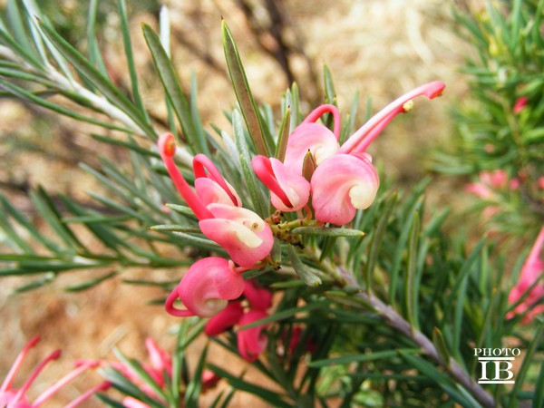 Grevillea sp.